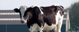 新西兰奶牛在明一 明一国际天籁高山生态牧场再添新活力
